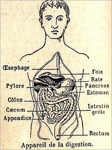 Digestion Chart