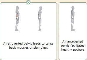 Pelvis Diagram