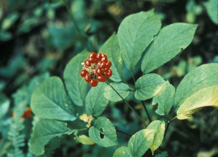 Ginseng for the Common Cold