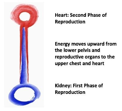 The Ripe Fruits of Autumn: Women and the Second Phase of Reproduction