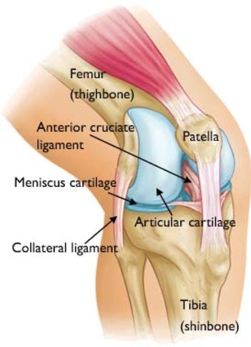 Structure of the knee.