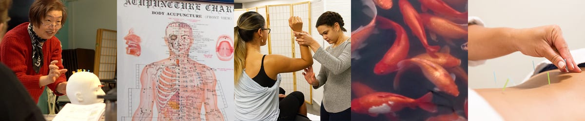 Master of teaching acu