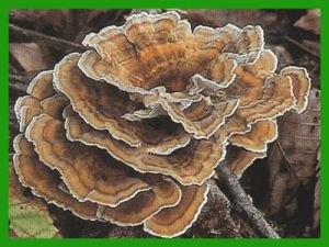 Turkey Tail