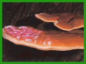 Ganoderma lucidum