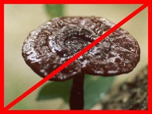 Ganoderma japonicum