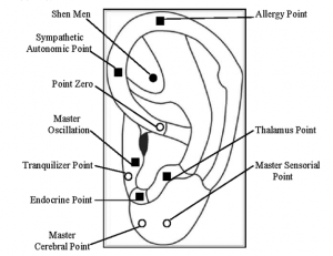 A diagram of ear acupuncture points