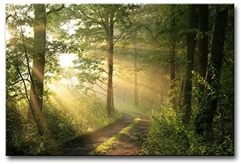 A photo of golden light shining through a tranquil forest