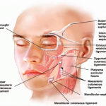 Ligaments of the face.