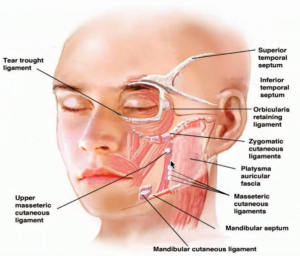 Ligaments of the face.