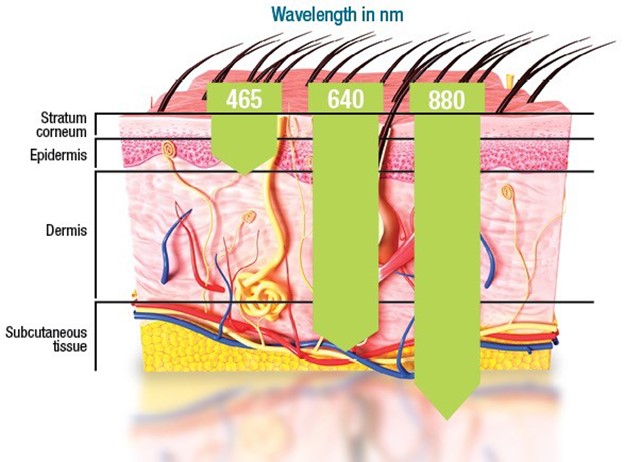 Penetration of various wavelengths of light into skin