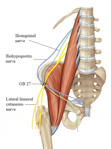 Fig. 3: This image shows neural relationships to GB 27 and is part of a discussion Matt Callison has regarding the psoas. The lateral femoral cutaneous nerve is included and the subcostal nerve is not. Image ©Callison, M. AcuSport Education. Sports Medicine Acupuncture textbook. 2019. Used with permission.