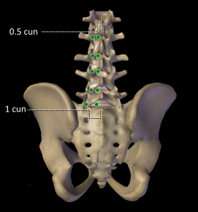 Figure 6: Image anatomy generated by ZygoteBody Professional™, modified and processed by Brian Lau.