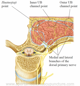 Fig 1: Image ©Callison, M. AcuSport Education. Sports Medicine Acupuncture textbook. 2019. Used with permission.