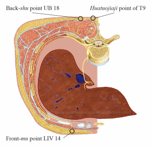 Fig 2: This image shows innervation to the liver, which is superior to the TLJ we are discussing. Image ©Callison, M. AcuSport Education. Sports Medicine Acupuncture textbook. 2019. Used with permission.